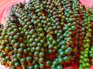 Recette N°285 - Poivre vert en saumure - Crédit photo izart fr